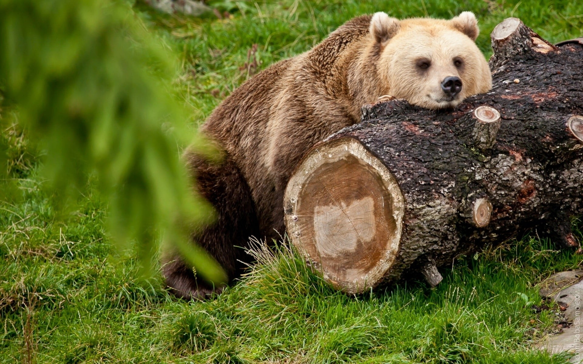 2736x1824 Resolution Brown Bear Lying Beside Tree Log Hd Wallpaper
