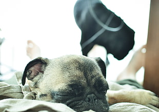 fawn pug lying on bed during daytime