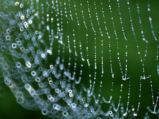 selective focus photography of spider web with dew drops