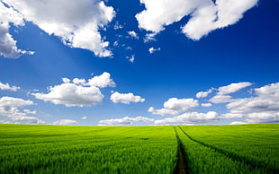 green corn field under blue sky during day time HD wallpaper