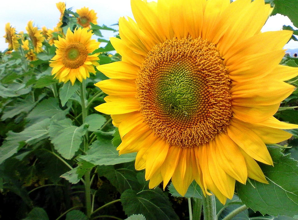 selective focus photography of yellow Sunflower HD wallpaper