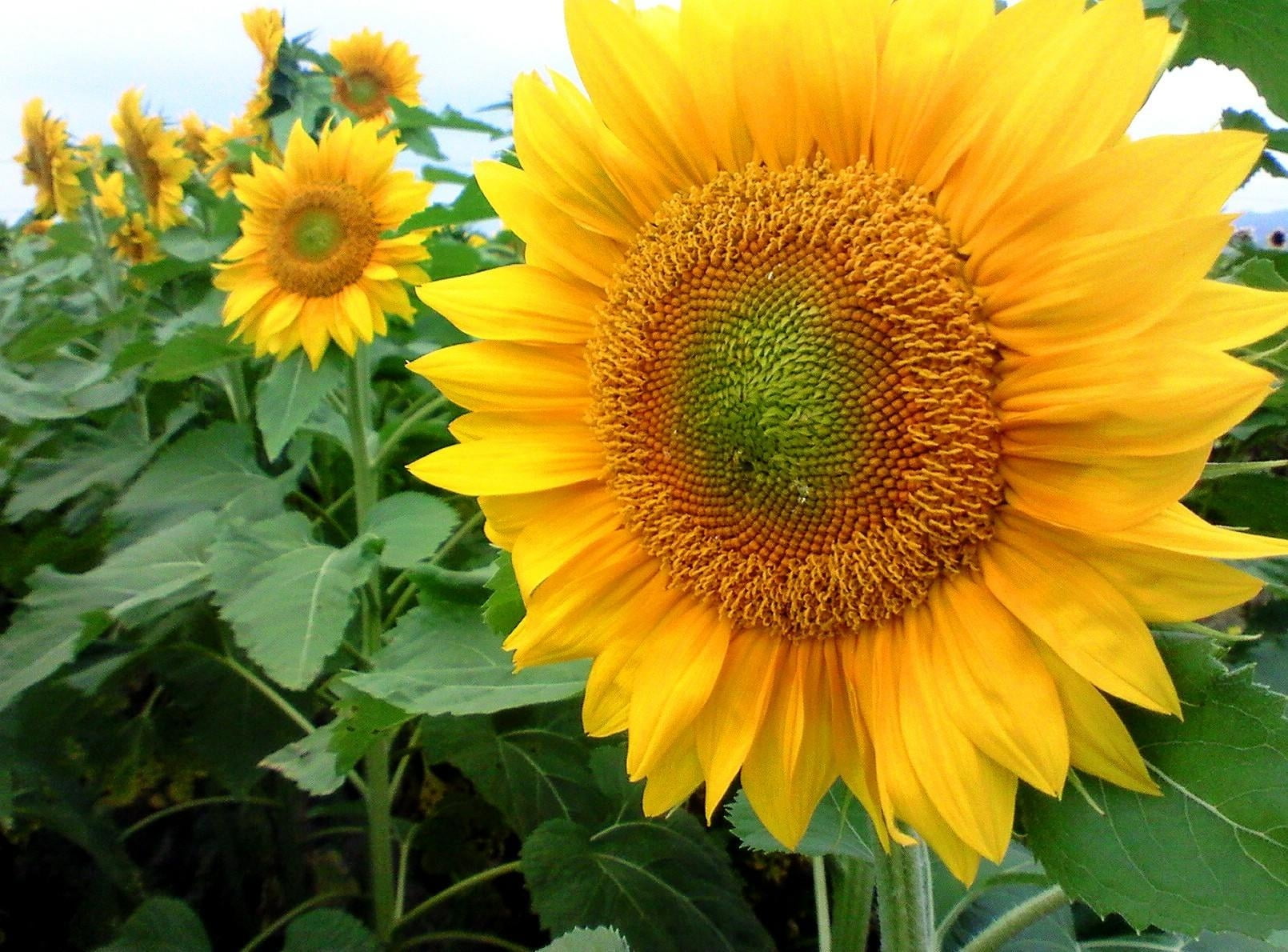 selective focus photography of yellow Sunflower