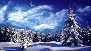 snowy environment with green pine trees during night time
