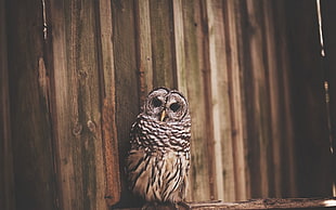 white and brown owl photography
