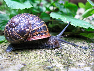 brown and black snail