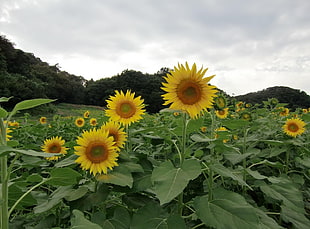 sunflower garden near mountain
