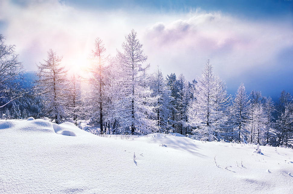 snow coated pine tree HD wallpaper