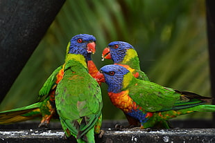 shallow focus photography of four green-brown-blue-and-black birds