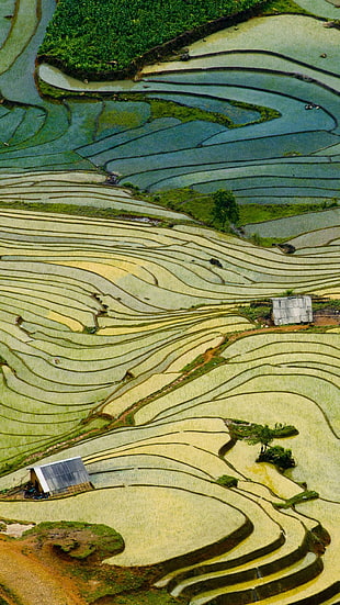 rice terraces, Microsoft Windows, cellphone, photography HD wallpaper