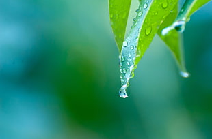 shallow focus photography of green leaf with water droplets