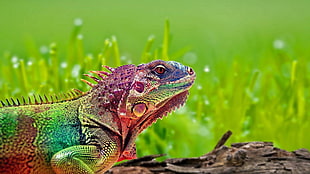 bearded dragon, reptiles, colorful, grass, iguana
