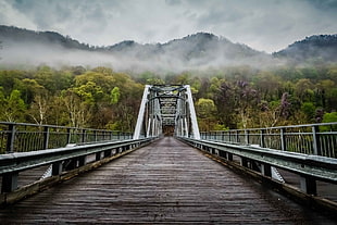 brown and gray bridge near trees covered with fogs