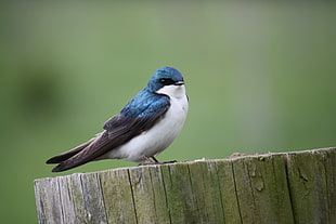 untitled, blue bird HD wallpaper