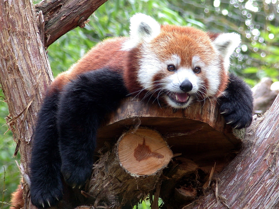 orange and black 4-footed animal on brown tree HD wallpaper