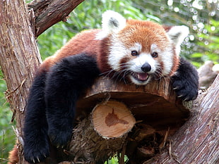 orange and black 4-footed animal on brown tree