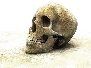 human skull, skull HD wallpaper