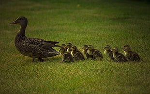 female duck walking on lawn followed by chicks vignette photography during daytime