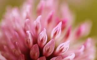 photography of pink flowers