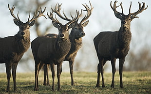 four brown deers, animals, deer
