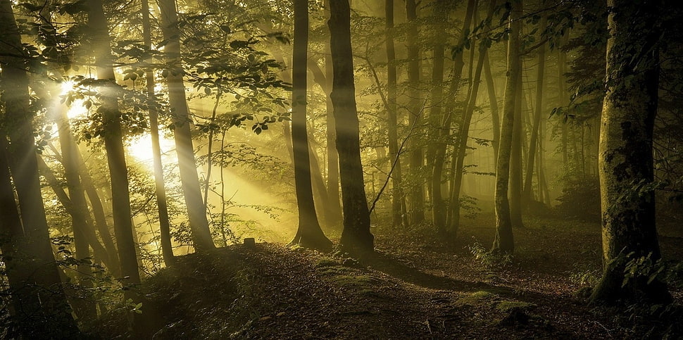 forest wallpaper, sunbeams, forest, path, trees HD wallpaper