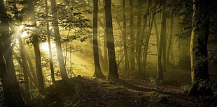 forest wallpaper, sunbeams, forest, path, trees