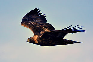 brown eagle flying on air, golden eagle HD wallpaper