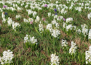 white and purple hyacinth flowers in bloom at daytime