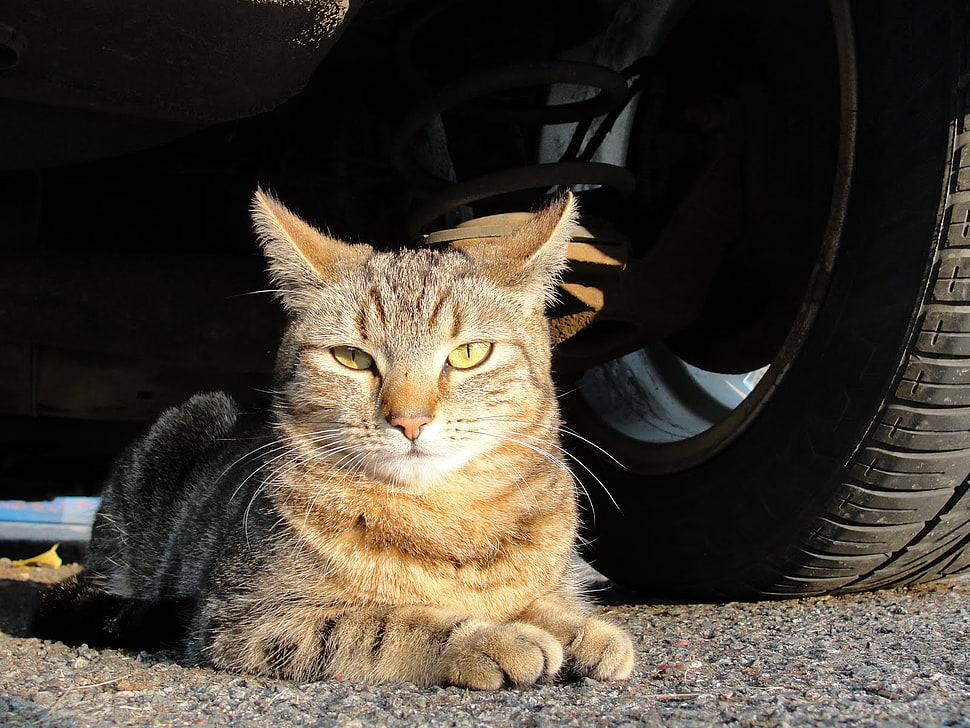 gray silver Tabby cat HD wallpaper