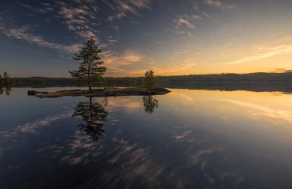 green leafed tree, water, dark, trees, sunlight HD wallpaper