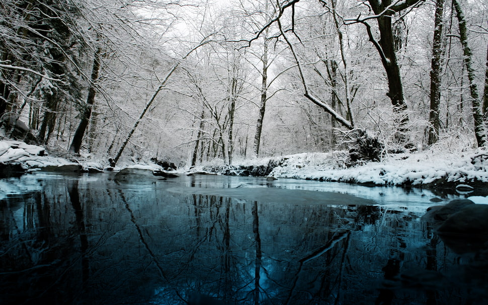 gray withered trees, nature HD wallpaper