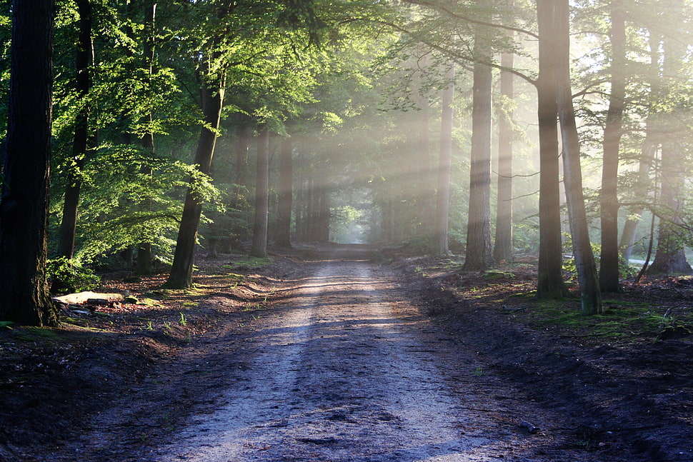 forest between soil road HD wallpaper