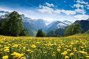 sunflower field, summer, mountains, clouds, landscape HD wallpaper