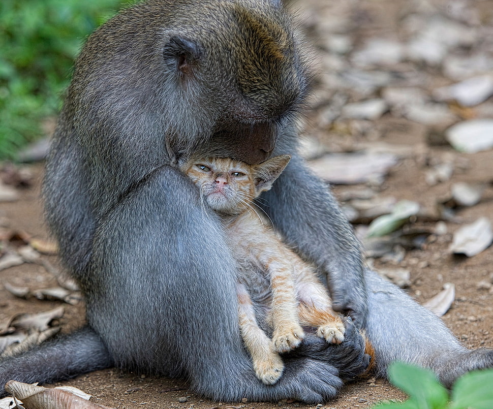 gray monkey holding orange tabby cat HD wallpaper