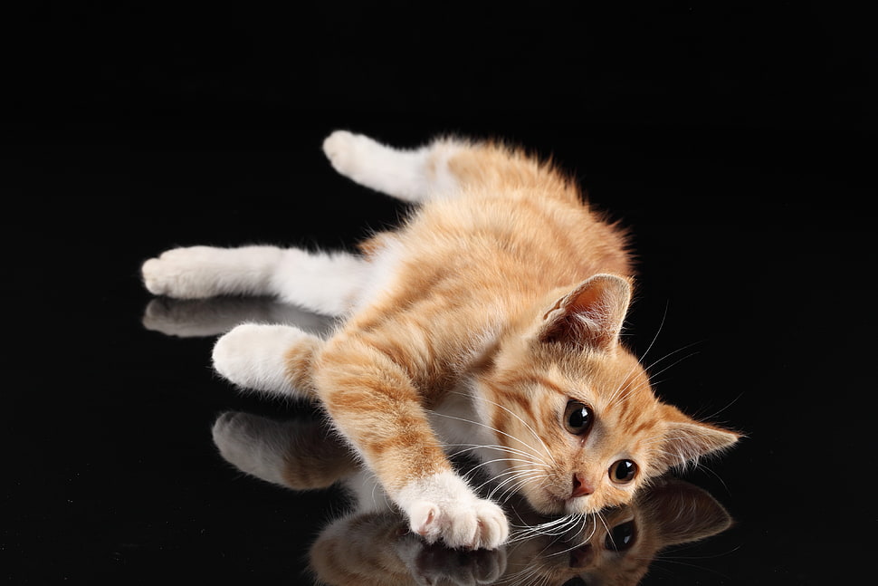 orange tabby kitten HD wallpaper