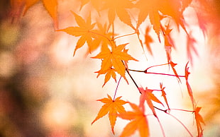 brown leaves, momiji HD wallpaper