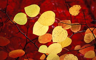 focus photography of yellow leaves