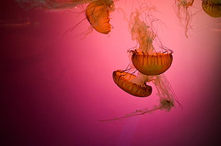 jelly fish, animals, underwater, jellyfish