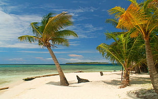 coconut trees, photography, landscape, nature, island