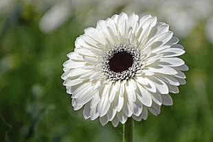 white Gerbera in close-up photography