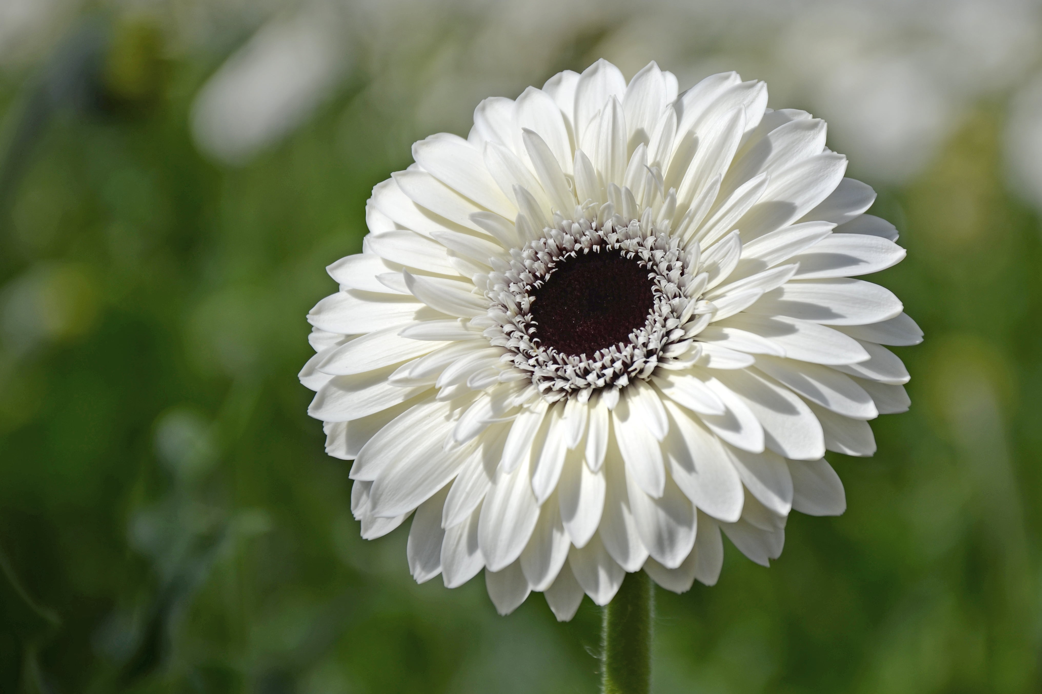 White Gerbera In Close Up Photography Hd Wallpaper Wallpaper Flare