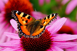 orange and black butterfly on top of pink flower