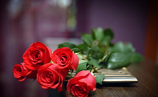 five red roses HD wallpaper