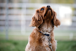 selective focus photography of adult ruby Cavalier King Charles spaniel
