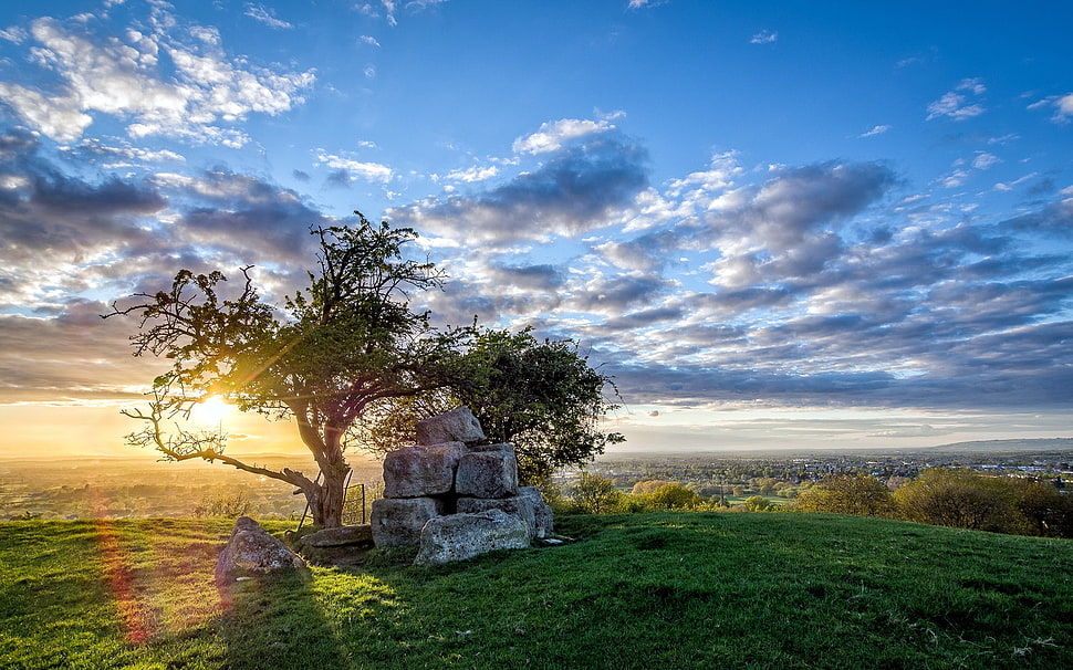 tree and stone blocks over a hill top during sunrise HD wallpaper