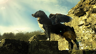 black winged dog standing on rock under blue and white cloudy sky during daytime