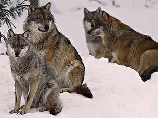 four brown wolves sitting on snow