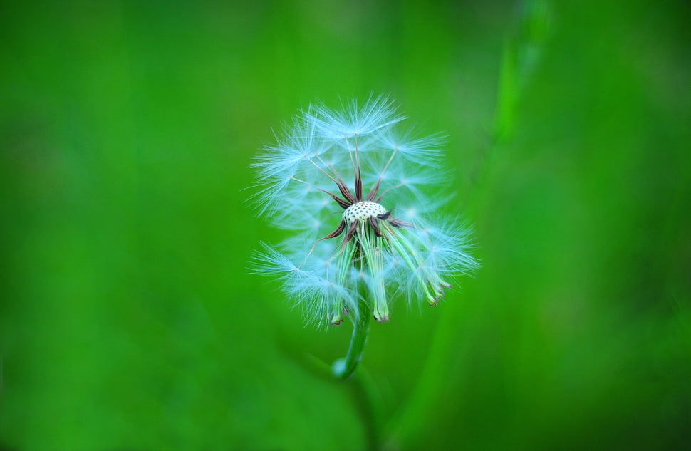 white dandelion HD wallpaper