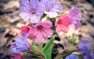closed-up photo of purple pealed flowers