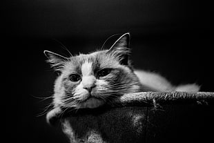 black and white tabby cat, cat