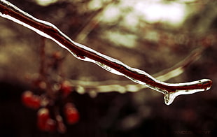 selective focus photography of frozen tree branch